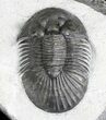 Platyscutellum Trilobite With Axial Spines #28765-2